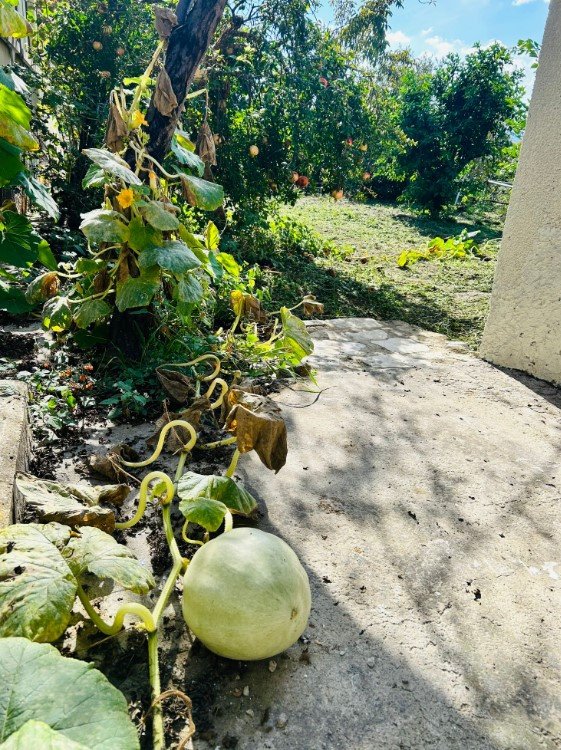 House (Detached) in Ora, Larnaca for Sale