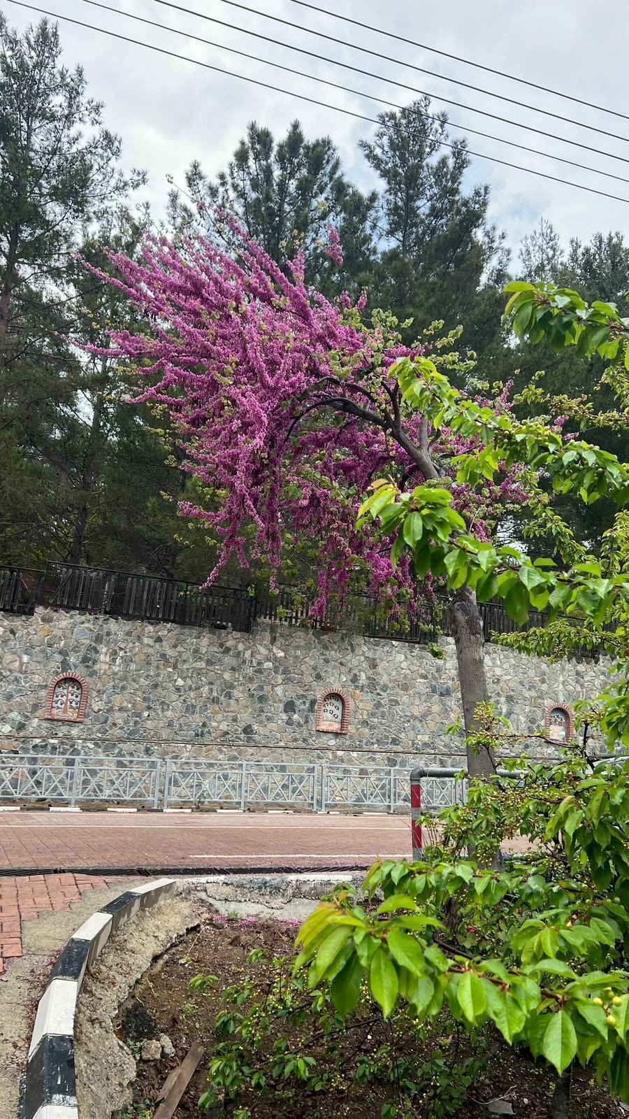 House (Detached) in Pera Pedi, Limassol for Sale