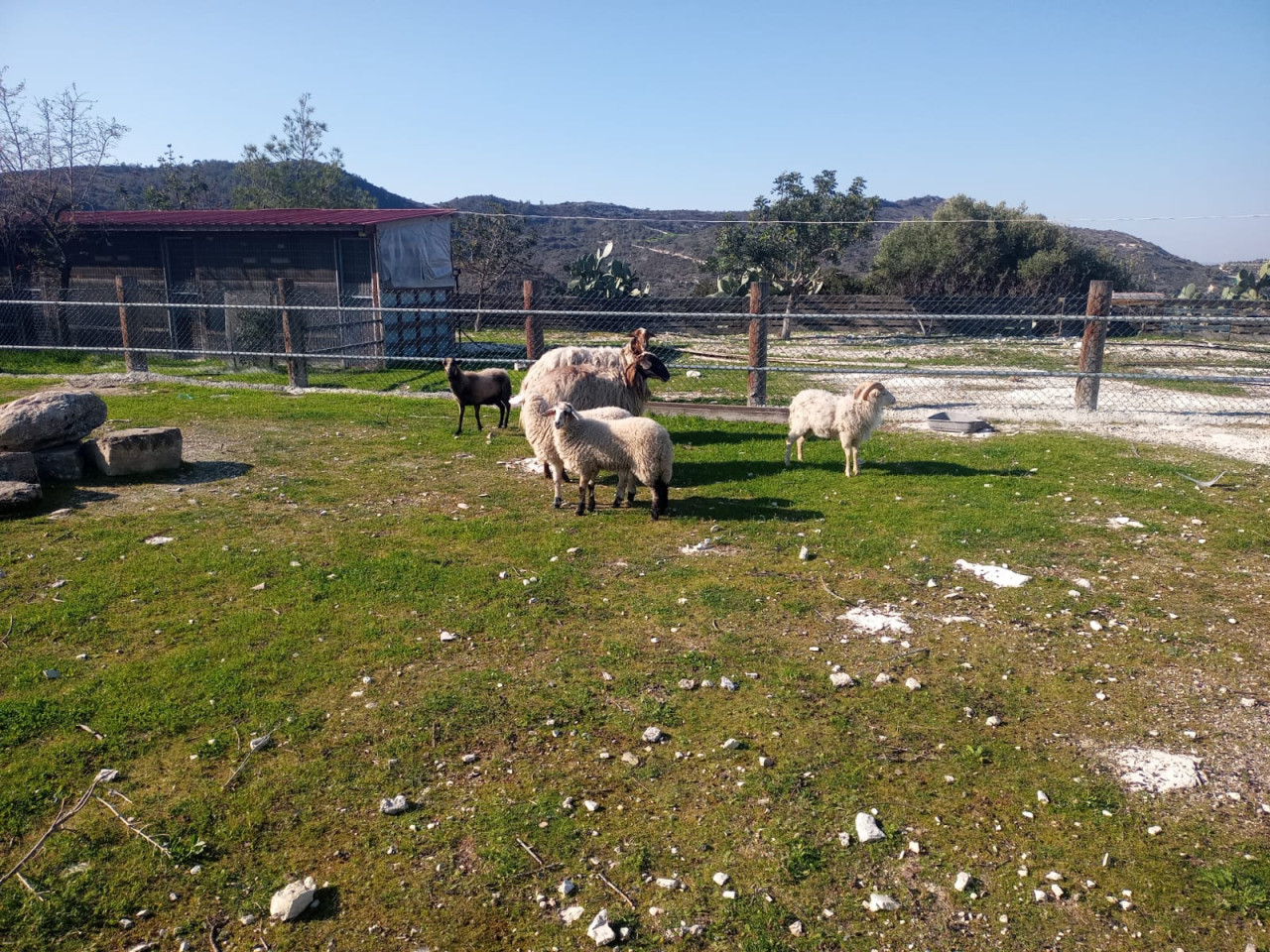 House (Detached) in Asgata, Limassol for Sale