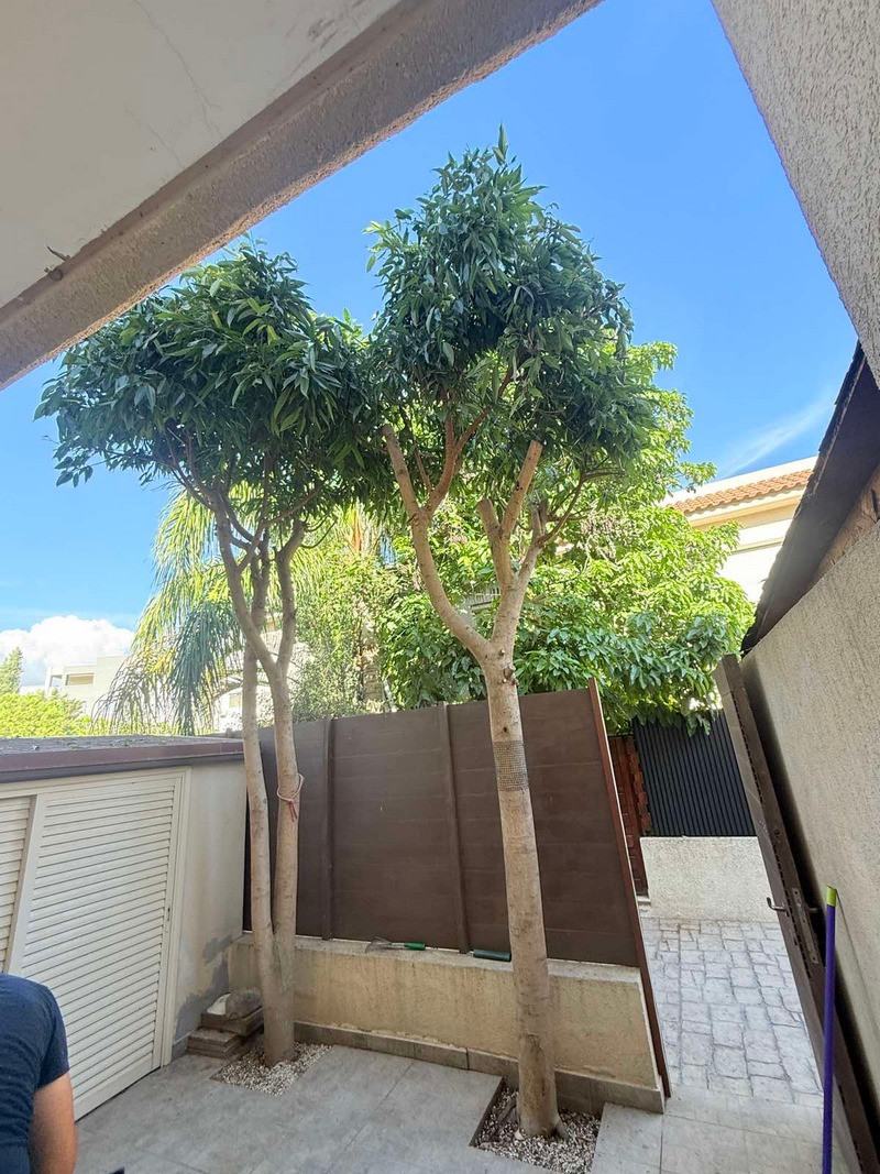 House (Maisonette) in Papas Area, Limassol for Sale