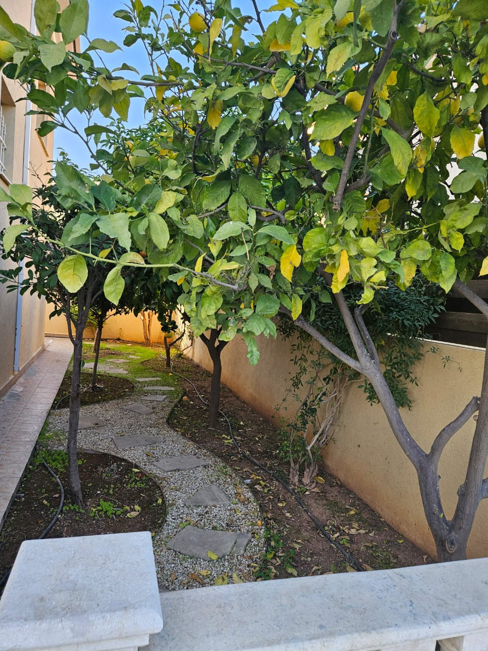 House (Detached) in Germasoyia Tourist Area, Limassol for Rent